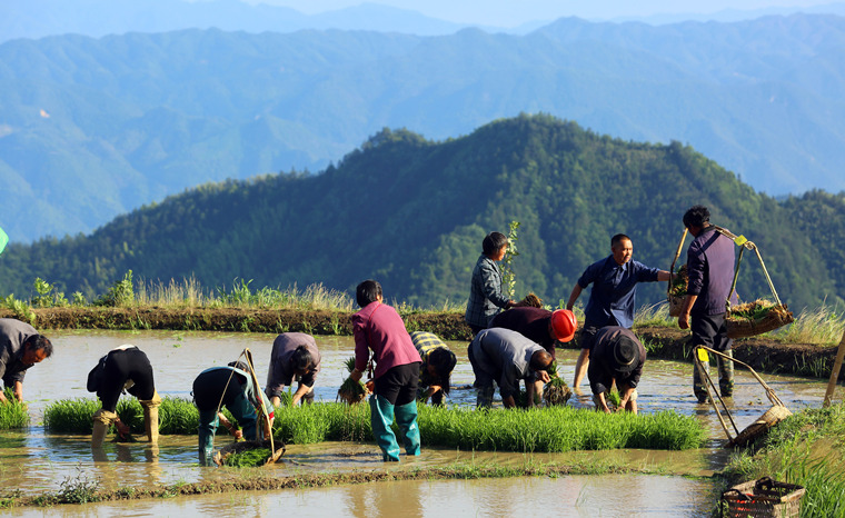湖南溆浦：梯田美如画 水稻插秧忙_fororder_1