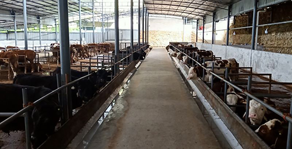 广元青川县：种养循环发展 让肉牛羊产业“牛”劲更足_fororder_牛羊规模养殖场
