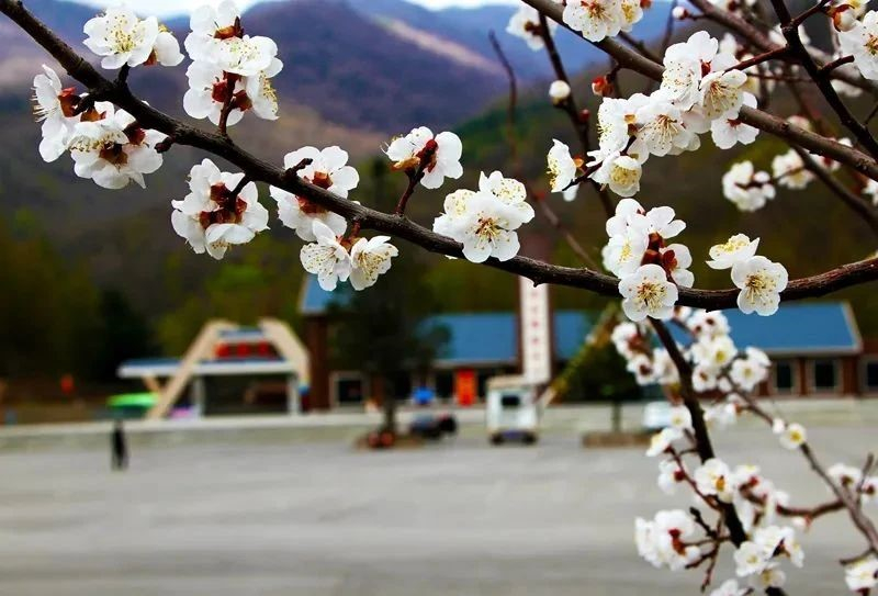 （文旅专题）本溪：浪漫春日 花满山城_fororder_文旅本溪2