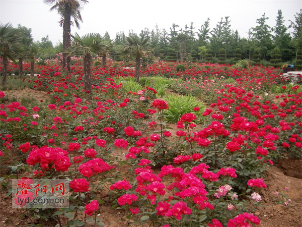The Sui and Tang Ruins Botanical Garden Resumes the Free Admission Policy_fororder_图片2