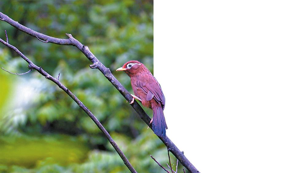 昭通镇雄：放归画眉鸟灰喉鸦雀_fororder_ce7