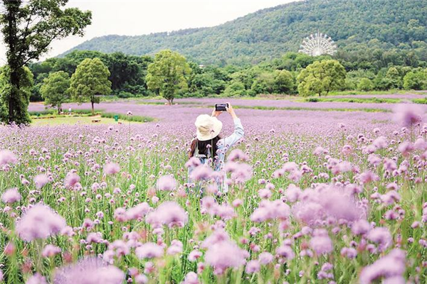 光谷200余畝“網紅花海”盛放 首輪花期將持續至6月底_fororder_01