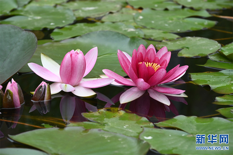 河南沁阳睡莲花开景色美