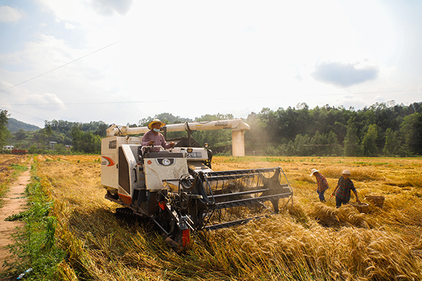 （张）亩产562.5公斤！达州宣汉高产小麦产量创新高_fororder_3I5A3582_proc