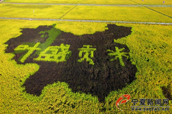 好大米是这样种出来的