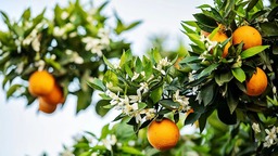 重庆：三峡橘海又到“花果同树”时