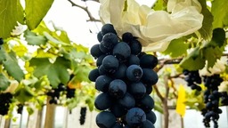 【品牌商家】上海马陆葡萄首批5个品种6月1日开售