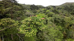 江西南風面保護區首次拍攝到資源冷杉開花珍貴影像