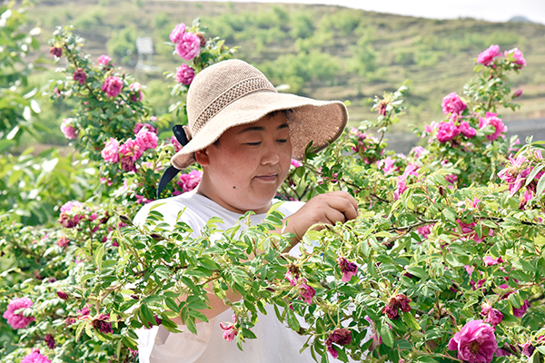 广元朝天：核桃林下忙套种 助农实现“一地多收”_fororder_采摘核桃林下套种的玫瑰