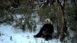 成都大邑红外相机捕捉到野生大熊猫饮水觅食影像