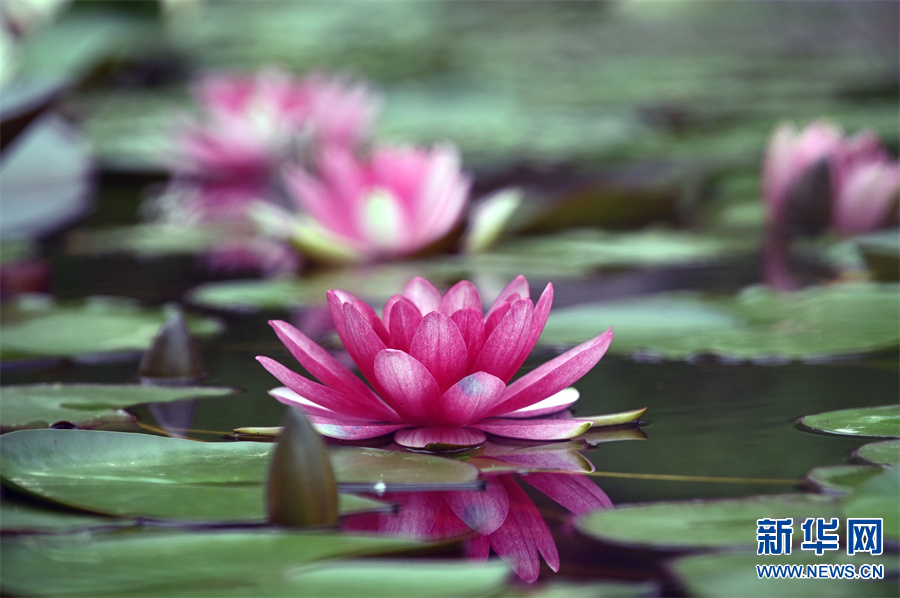 河南沁阳：睡莲花开景色美