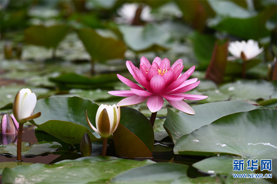 河南沁阳：睡莲花开景色美
