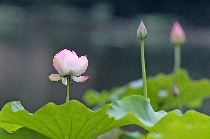 杭州：八卦田景区荷花初放_fororder_1685607457622_64785421d0ff8e0001f4ed36