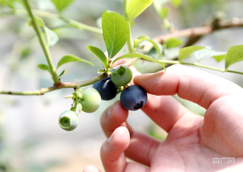 山东青岛：小蓝莓做成大产业