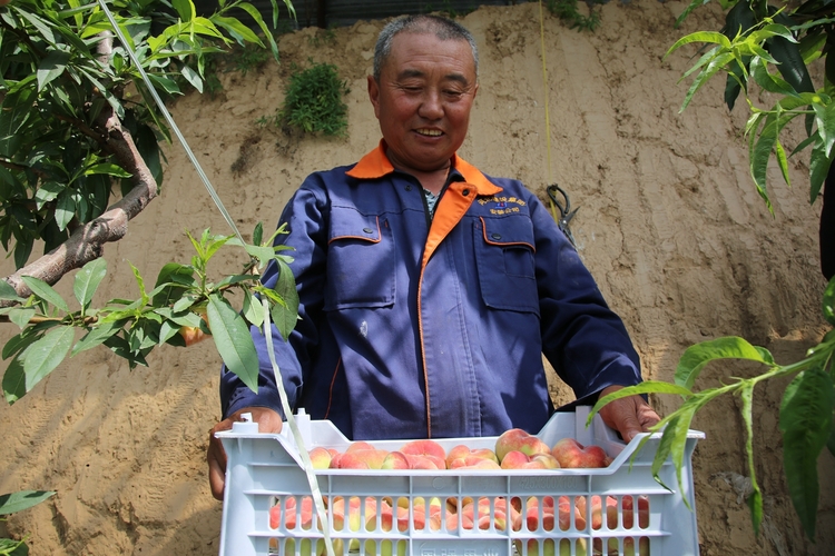 (原創)保定市滿城區:蟠桃喜豐收 碩果滿枝頭_fororder_滿城區永安莊村桃農劉雙印展示自家棚的紅蟠桃 攝影 谷佳奇.JPG