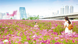 武汉昔日垃圾场变身花田花海