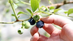 山东青岛：小蓝莓做成大产业