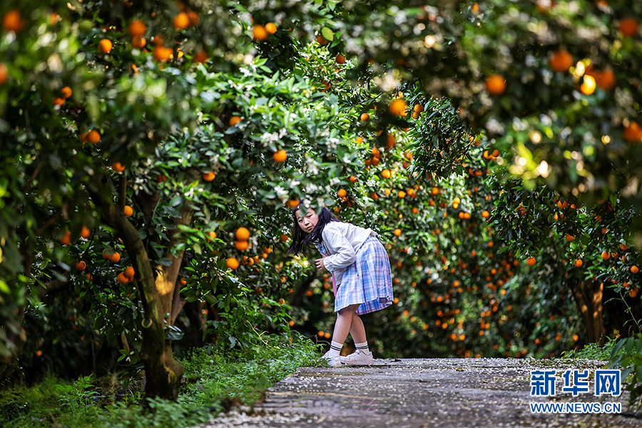 重庆：三峡橘海又到“花果同树”时