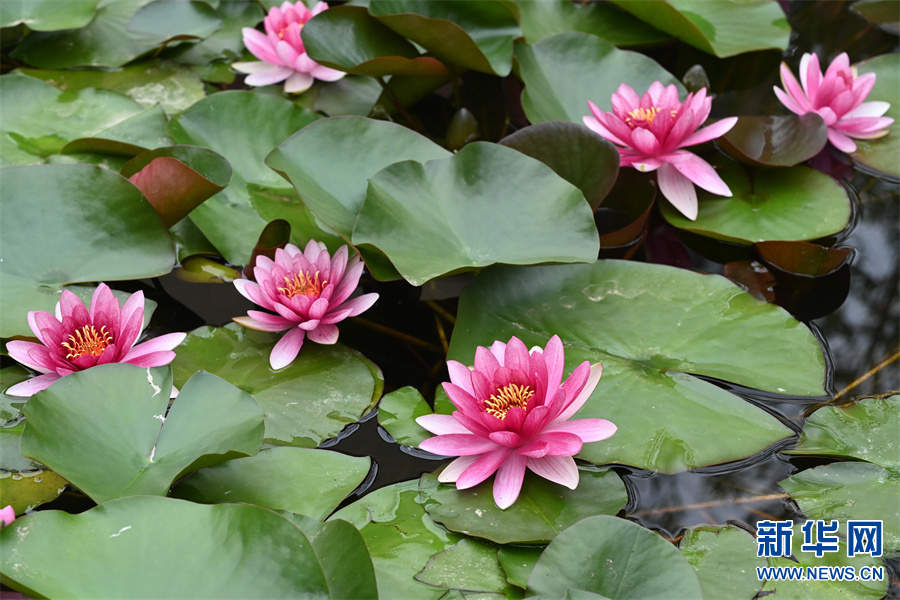 河南沁阳：睡莲花开景色美