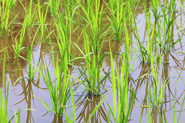 自贡市贡井区已完成水稻播栽面积63万亩