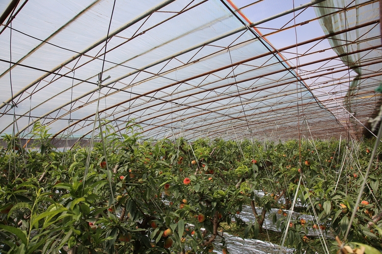 (原創)保定市滿城區:蟠桃喜豐收 碩果滿枝頭_fororder_蟠桃大棚內部 攝影 袁野.JPG