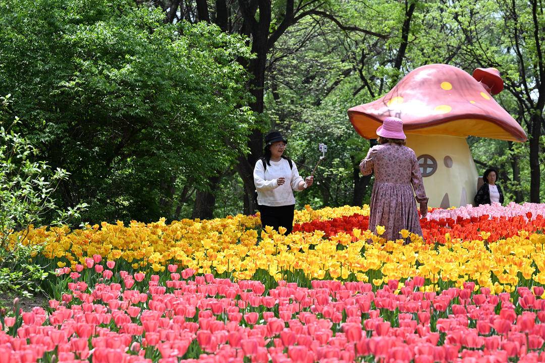 （推中首）瀋陽世博園：鬱金香花開迎客來