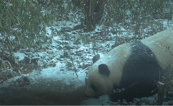 Infrared Camera Captured images of Wild Giant Pandas Drinking Water and Foraging in Dayi, Chengdu, Sichuan Province_fororder_熊猫1