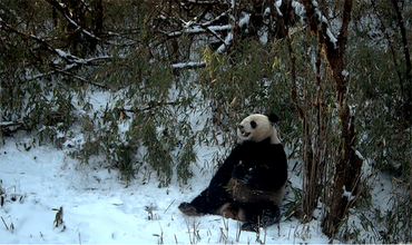 Infrared Camera Captured images of Wild Giant Pandas Drinking Water and Foraging in Dayi, Chengdu, Sichuan Province