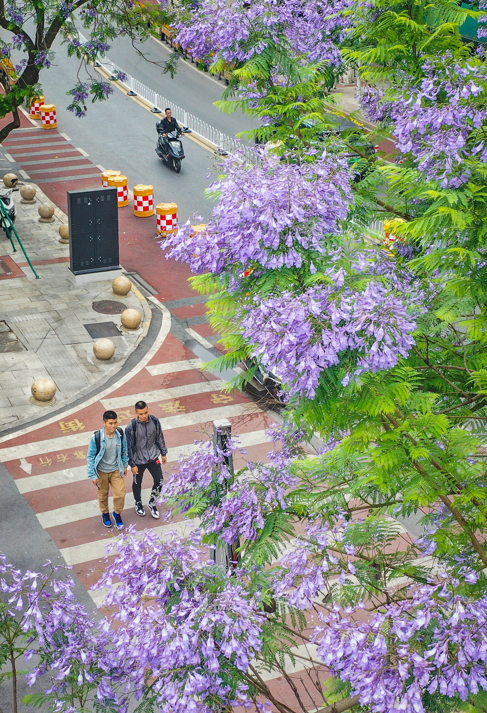 图片新闻|蓝花楹开 浪漫街头