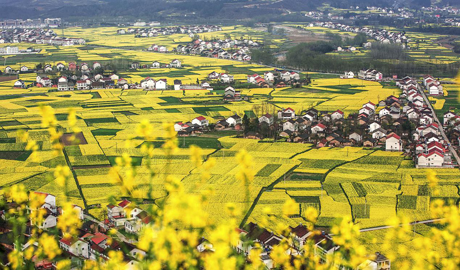 【专题 三国圣地 美丽勉县 CRI多语报道 日语】三国の聖地で菜の花に魅了＝陝西省勉県