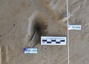 河北先民万年前就能制作精致的骨针
