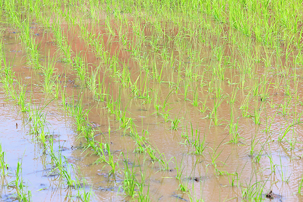 （张）自贡市贡井区已完成播栽面积6.3万亩_fororder_4翠绿的秧苗整齐而充满生机