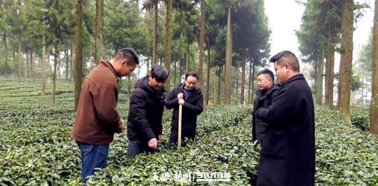 贵州全力以赴打造高质量干净黔茶