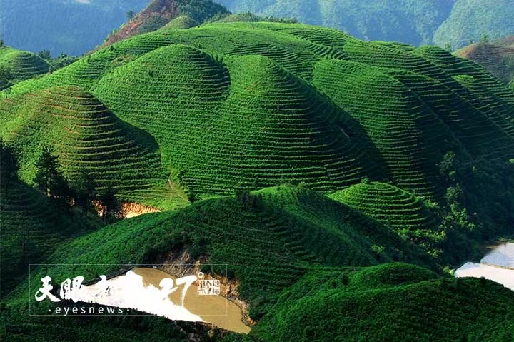 贵州全力以赴打造高质量干净黔茶