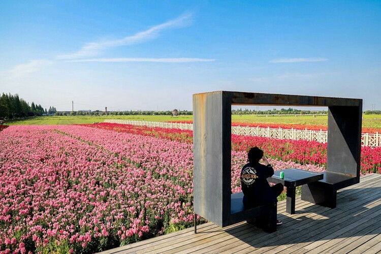 彩色水稻為錫山區新增一處賞花“打卡地”