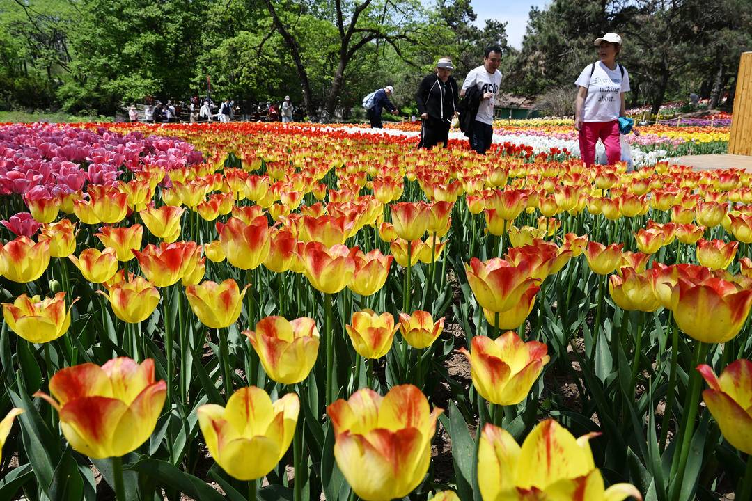 （推中首）沈阳世博园：郁金香花开迎客来