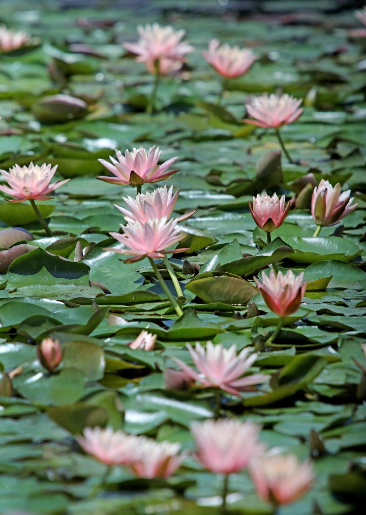 杭州：西湖景区莲花绽放 恍若走进“莫奈花园”_fororder_1683634526137_645a395ed3e83800018ebb38