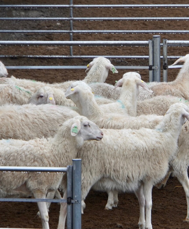 【原创】武威古浪：羊产业发展助力乡村振兴