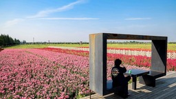 彩色水稻为锡山区新增一处赏花“打卡地”