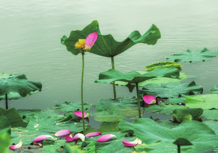 （转载）组图｜最美不过六月荷