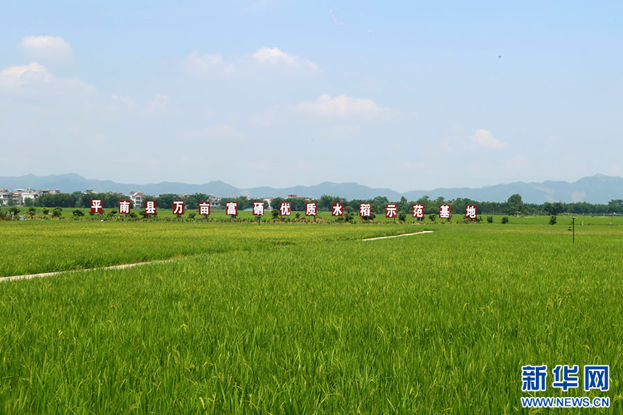 廣西平南：萬畝水稻好“風景”