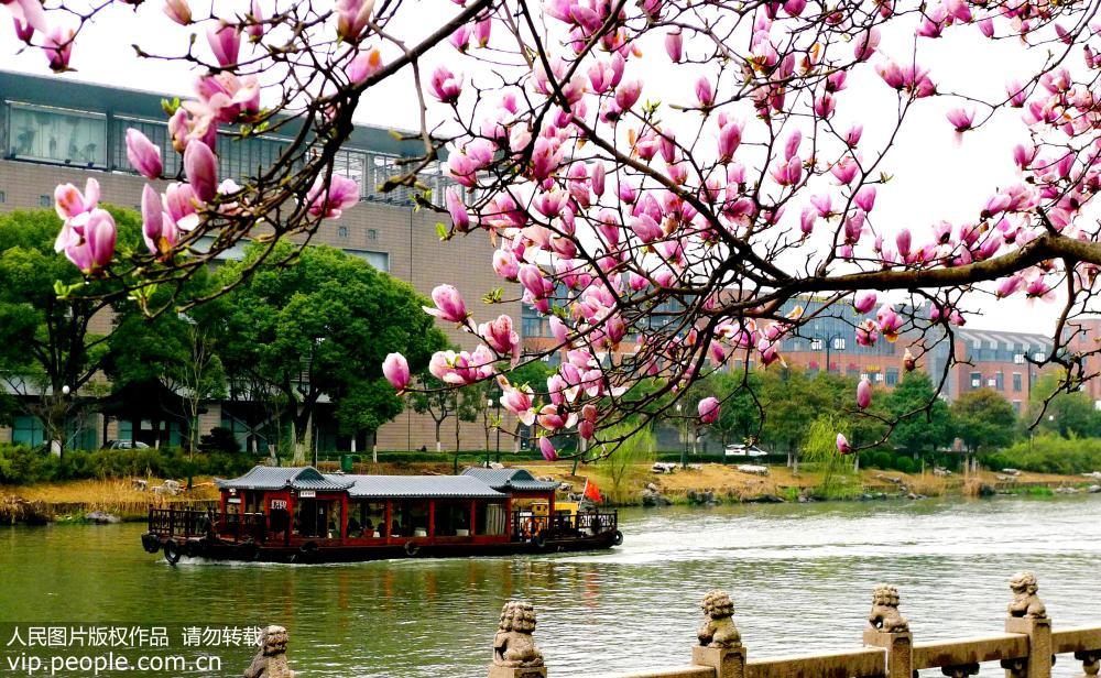 蘇州：春色滿城關不住 桃紅柳綠美如畫