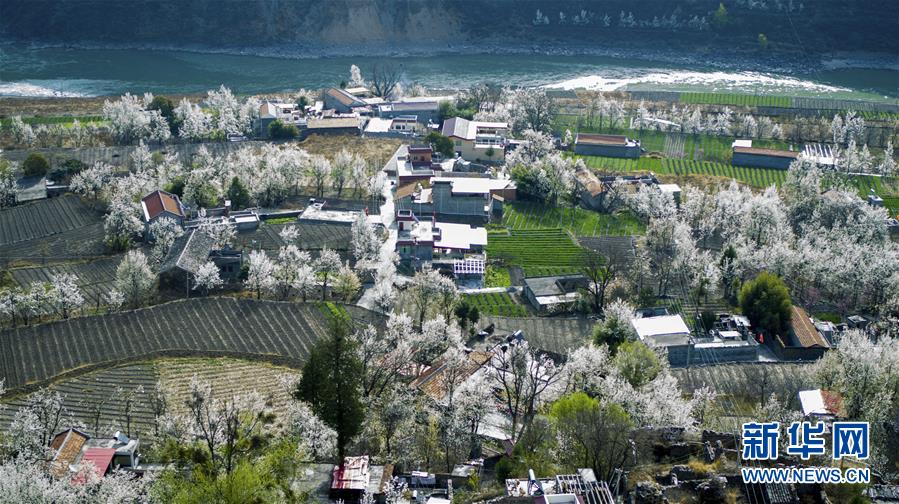 四川金川：梨花铺就乡村振兴路