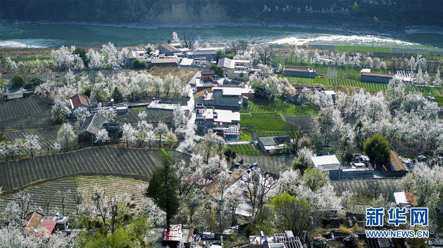 四川金川：梨花盛開