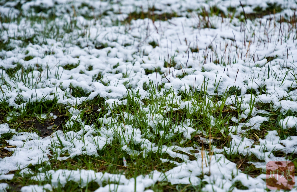 （转载）一夜入冬 红原大草原迎来入夏降雪