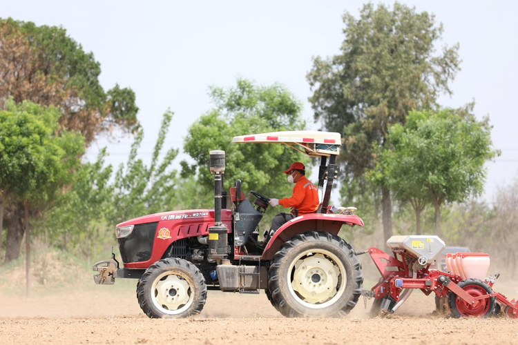 河北沧县：发展高粱种植 助力农民增收致富_fororder_图片15