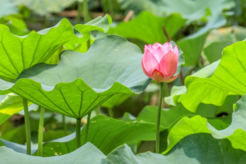 广西南宁：一池荷花开 赏荷正当时