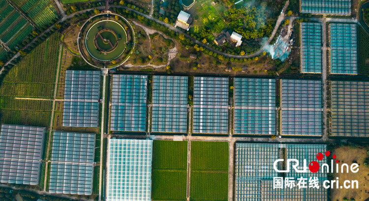 重庆万州区甘宁镇积极发挥资源优势 大力发展现代农业产业体系_fororder_03