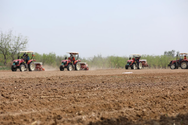 河北沧县：发展高粱种植 助力农民增收致富_fororder_图片13