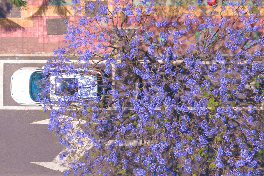 厦门：五月蓝花楹  繁花满枝头
